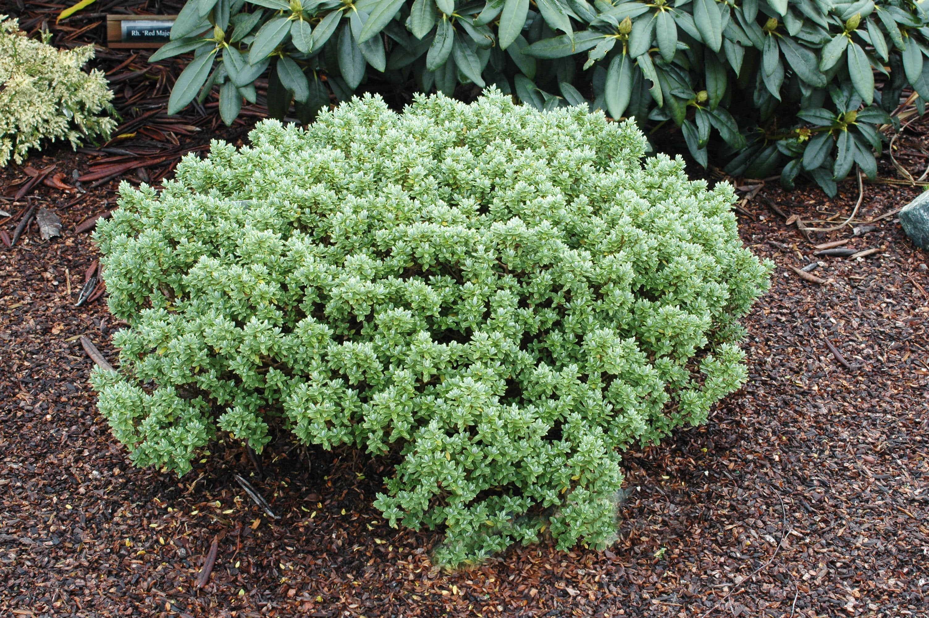 hebe Hebe pinguifolia 'Sutherlandii' – Singing Tree Gardens Nursery