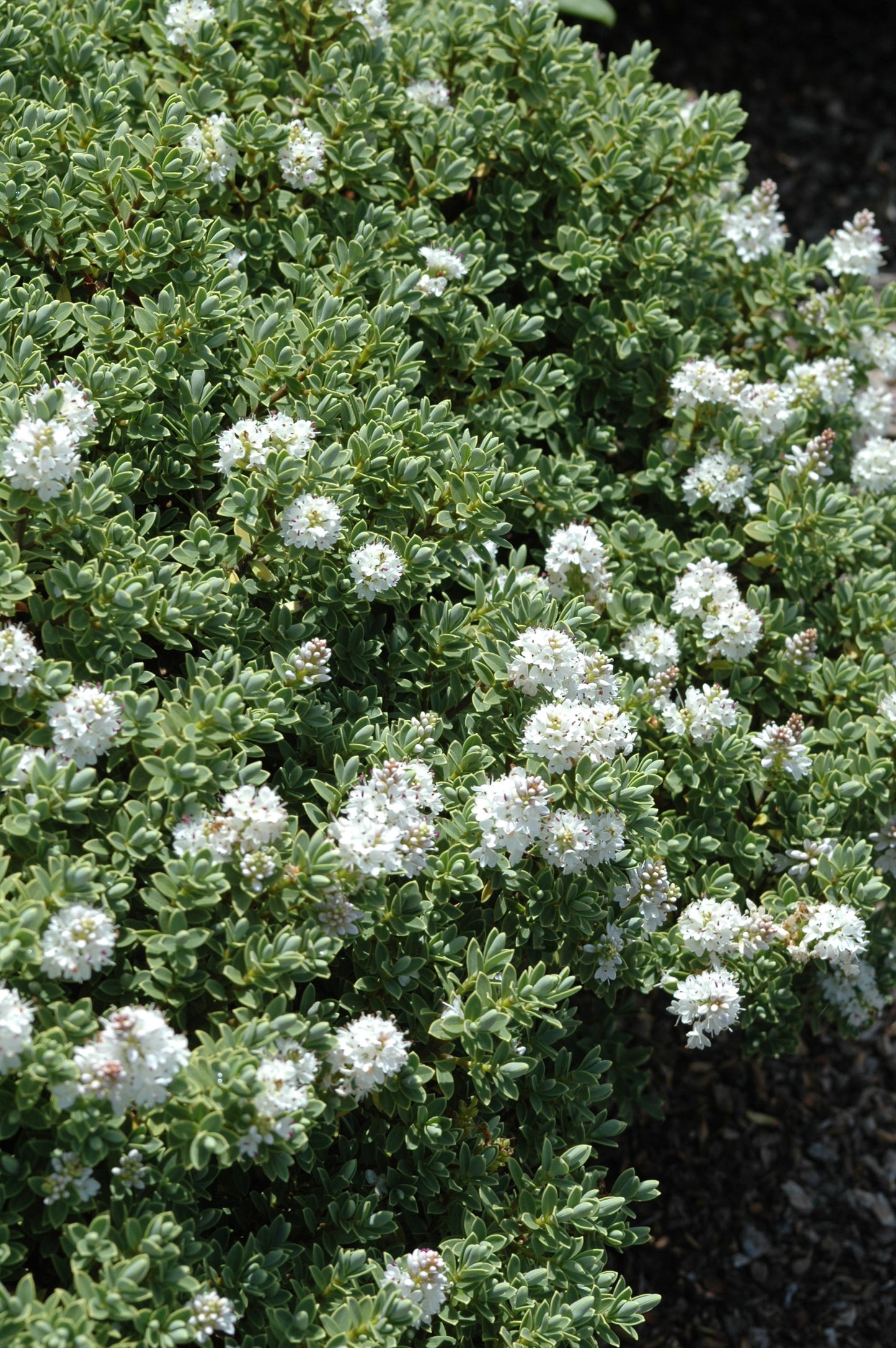 Hebe pinguifolia 'Sutherlandii'
