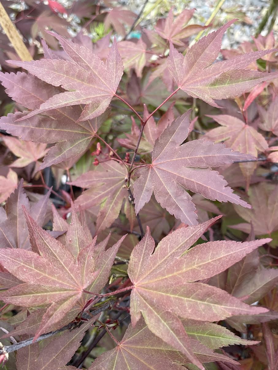 Acer palmatum 'Hefner's Red'