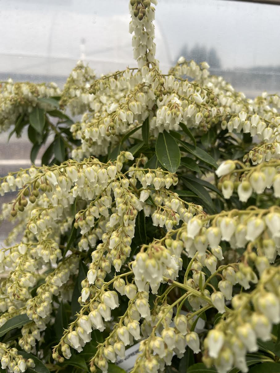 Pieris japonica 'Historyland Supreme'