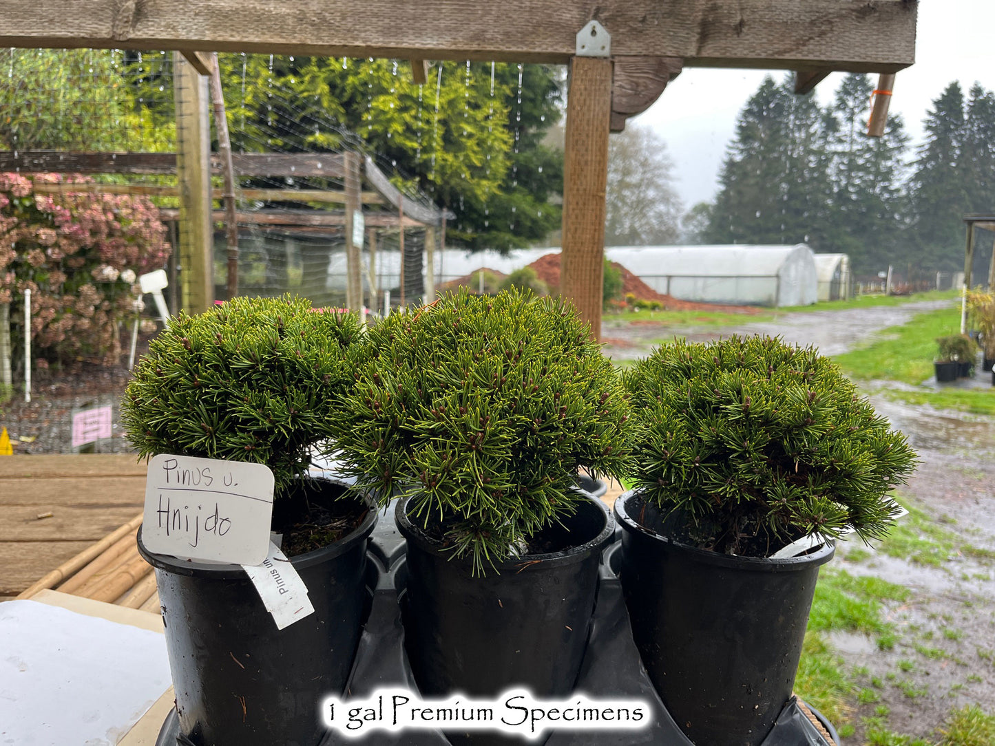 Pinus uncinata Hnijdo - Miniature Mountain Pine