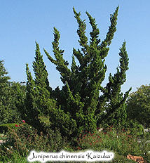 Juniperus chinensis 'Kaizuka' - Hollywood Juniper