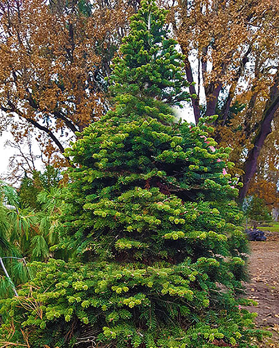 Hopper Dwarf Nordmann Fir  -  Abies nordmanniana 'Nana'