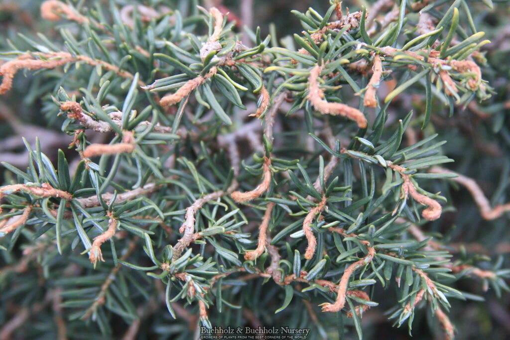 Tsuga canadensis 'Horsford Contorta'