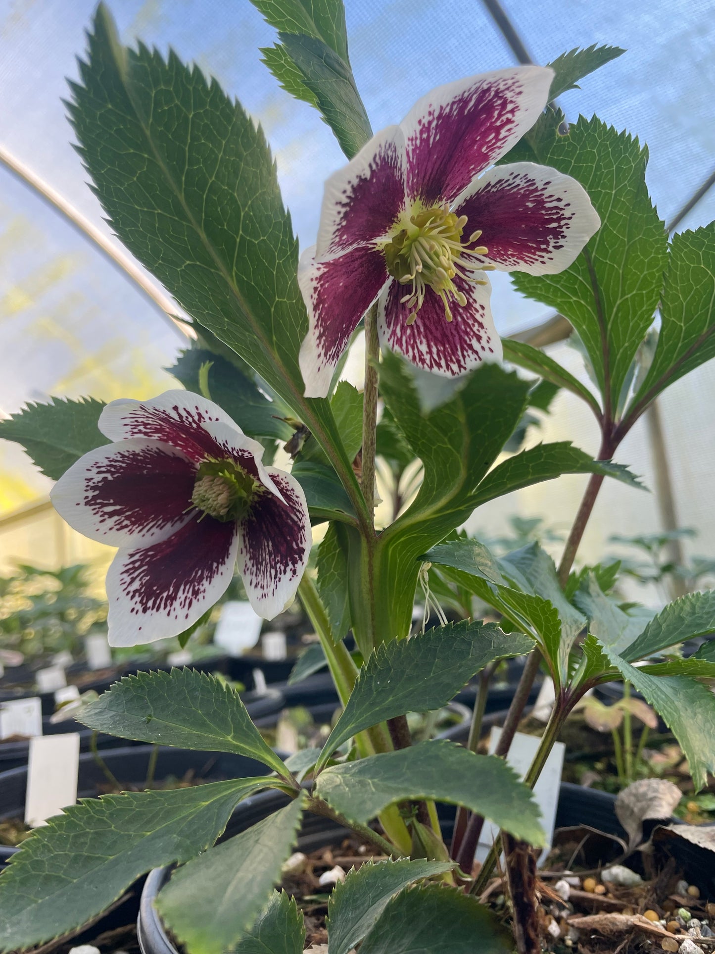 Helleborus x hybridus Winter Jewels series 'Painted'