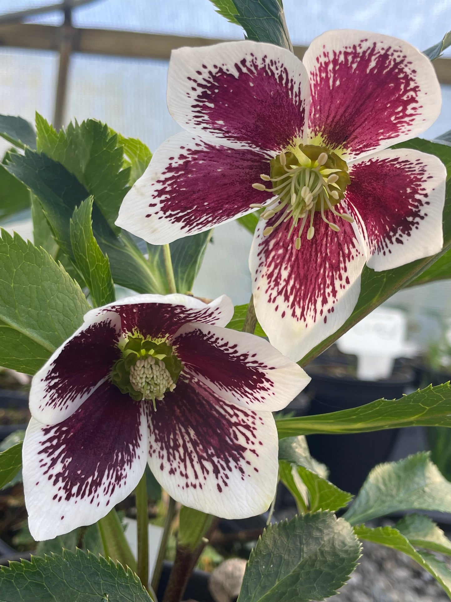 Helleborus x hybridus Winter Jewels series 'Painted'
