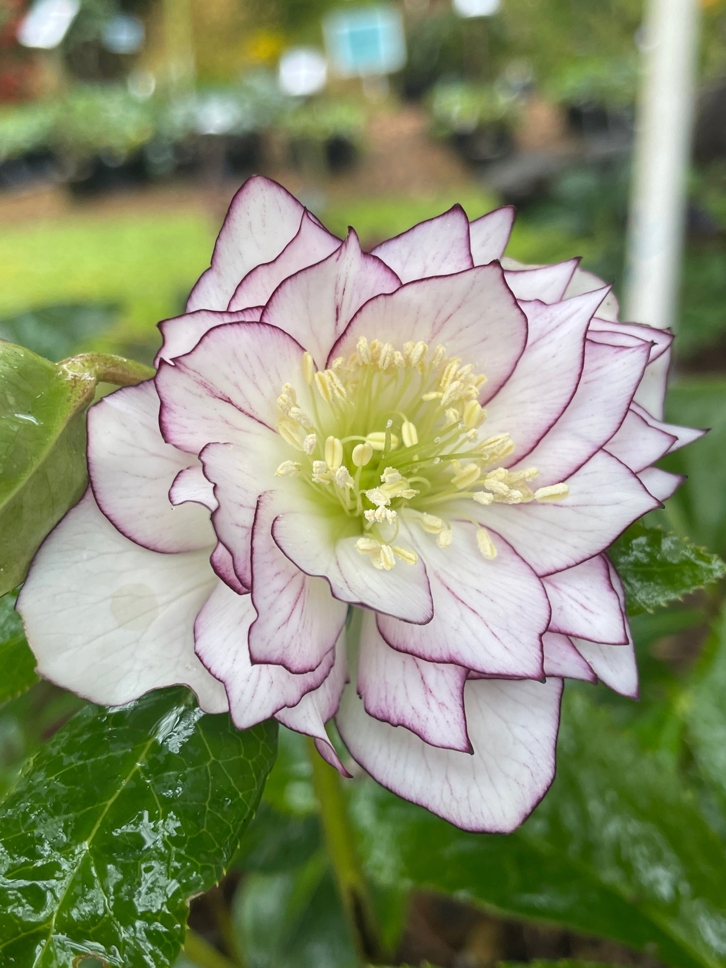 Helleborus x hybridus Winter Jewels 'Fire & Ice'