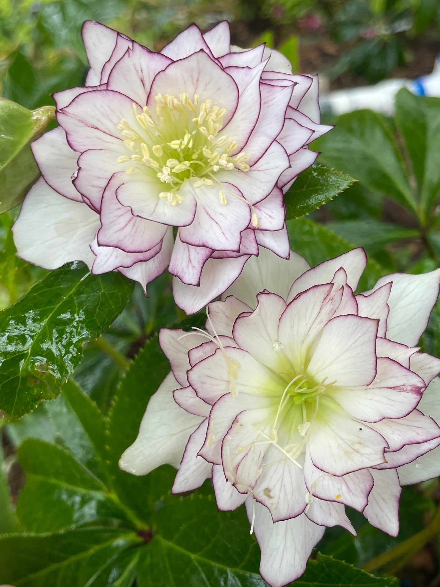Helleborus x hybridus Winter Jewels 'Fire & Ice'