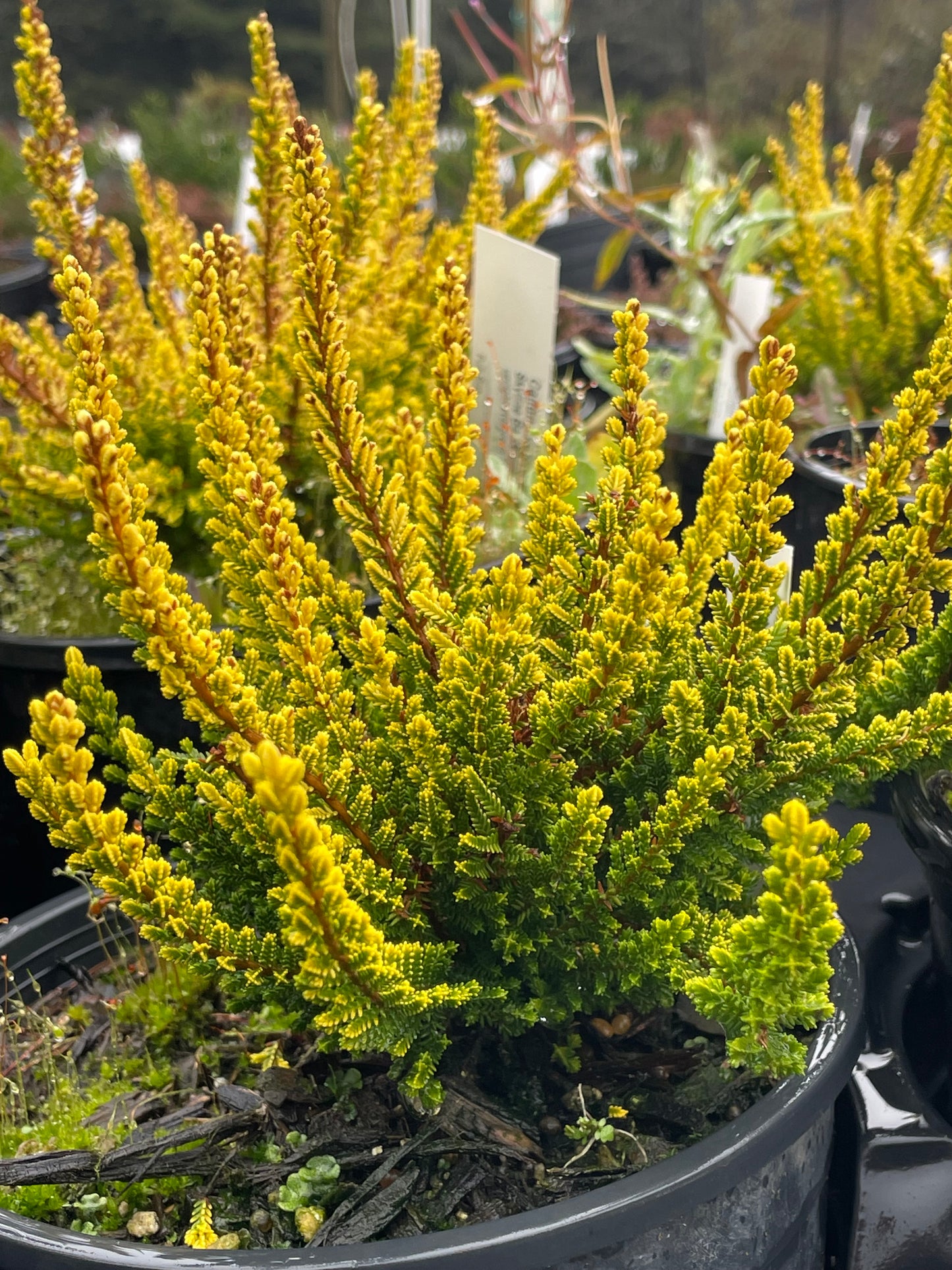 Calluna vulgaris 'Skyline Barcelona'