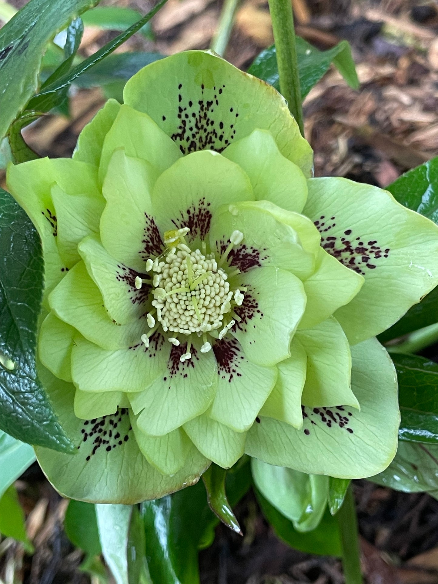 Helleborus × hybridus Winter Jewels series 'Jade Tiger'