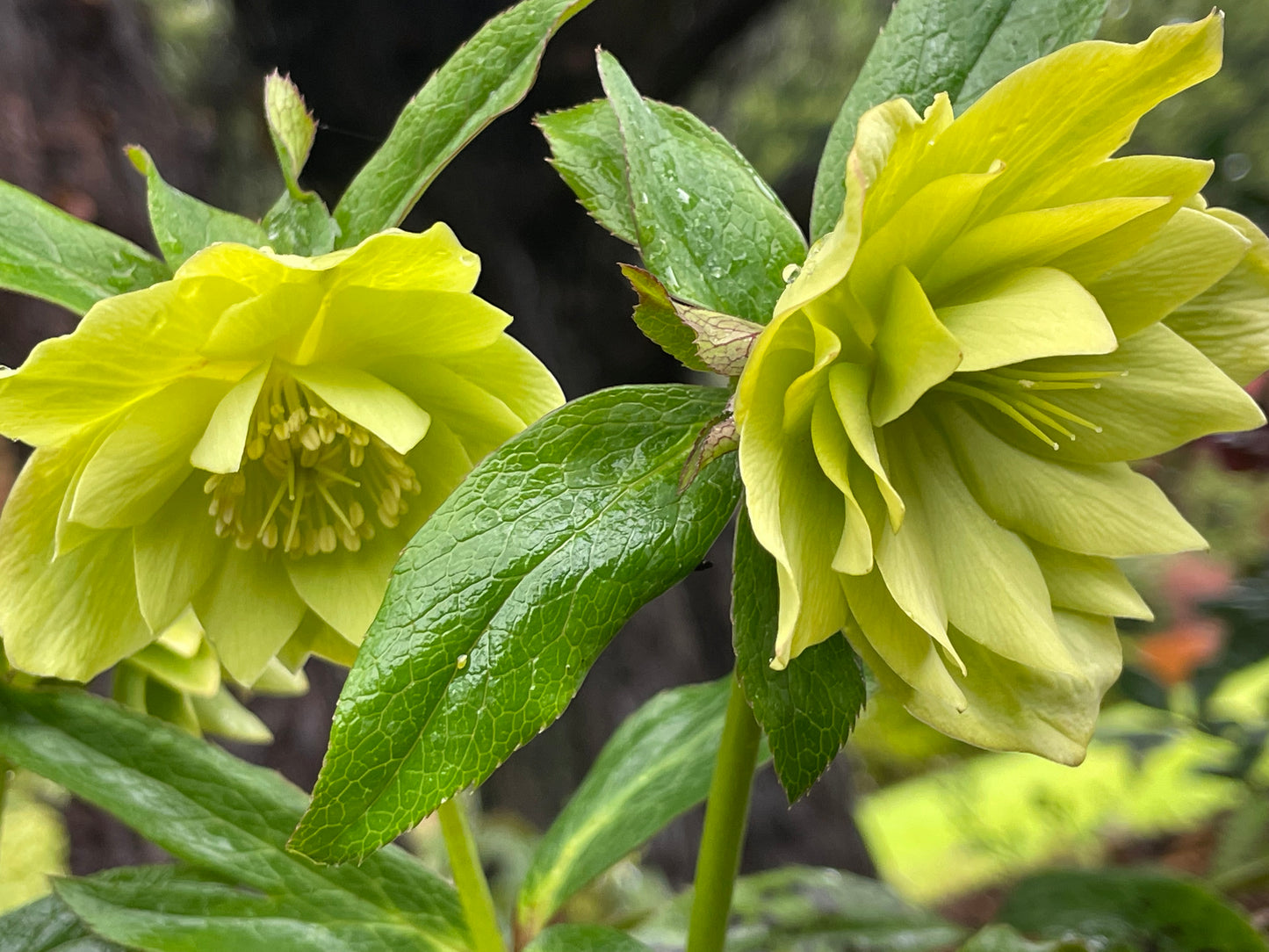 Helleborus × hybridus Winter Jewels series 'Jade Tiger'