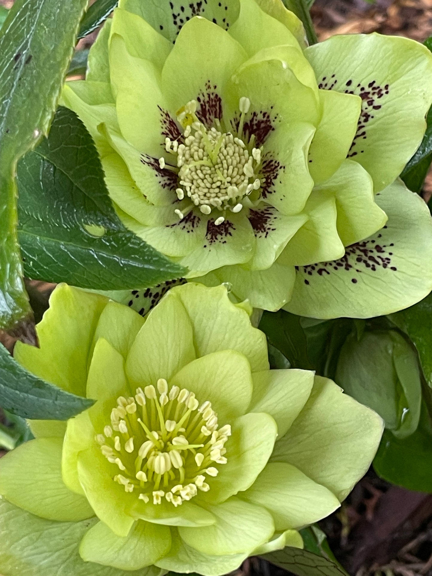 Helleborus × hybridus Winter Jewels series 'Jade Tiger'