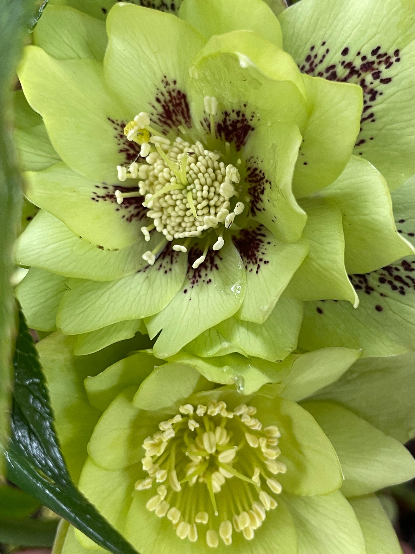 Helleborus × hybridus Winter Jewels series 'Jade Tiger'