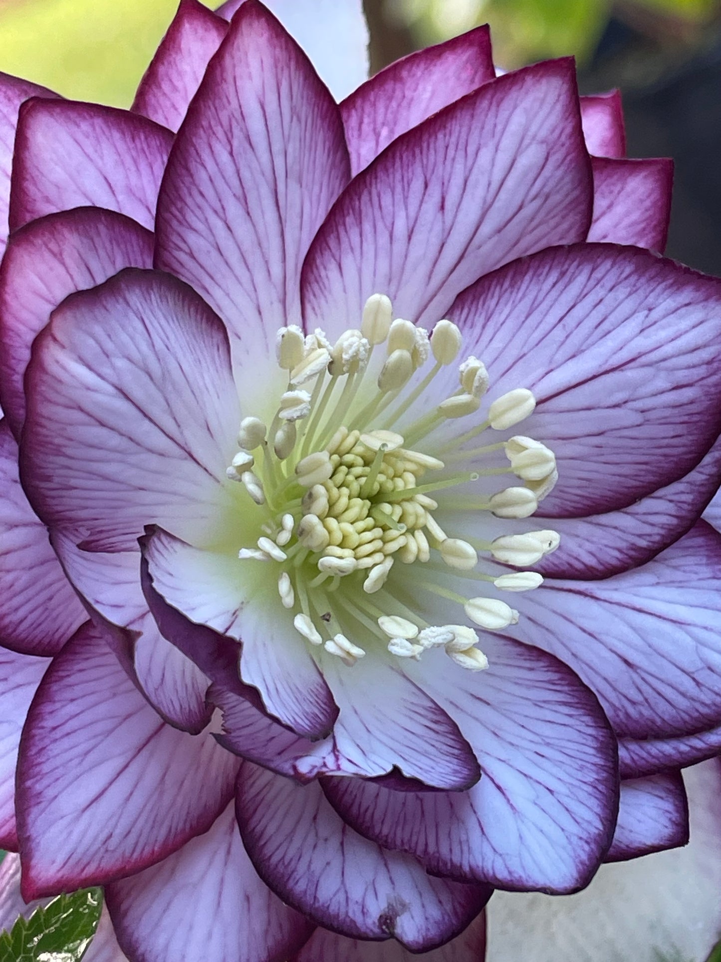 Helleborus x hybridus Winter Jewels 'Fire & Ice'