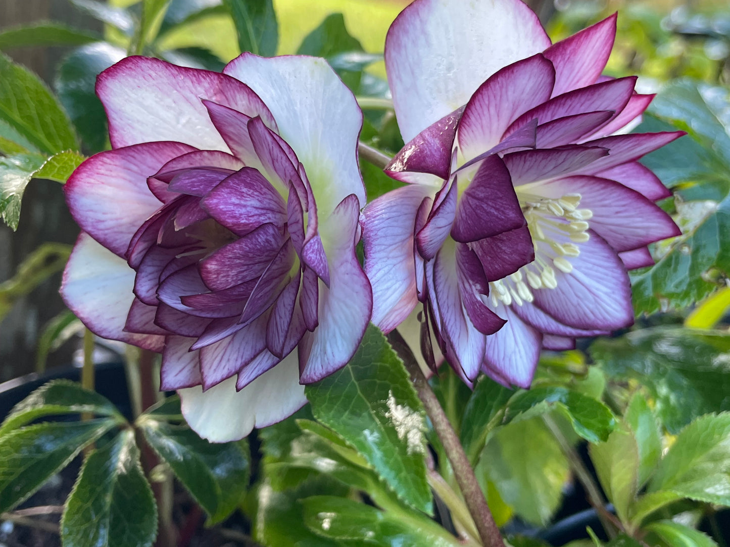 Helleborus x hybridus Winter Jewels 'Fire & Ice'