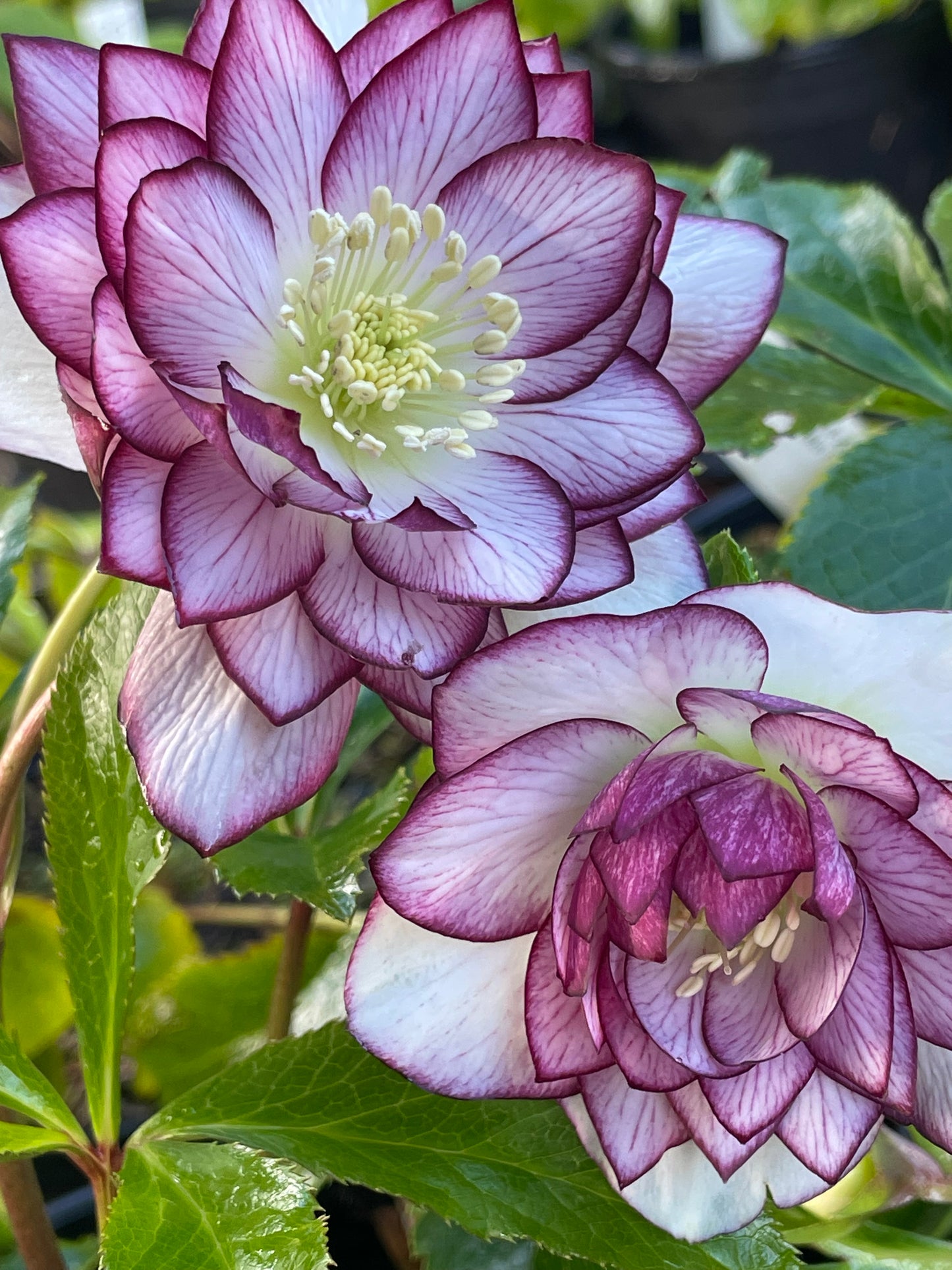 Helleborus x hybridus Winter Jewels 'Fire & Ice'