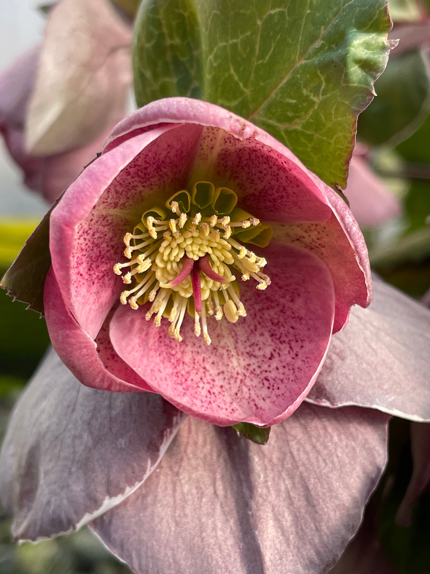 Helleborus x hybridus 'Pippa's Purple'