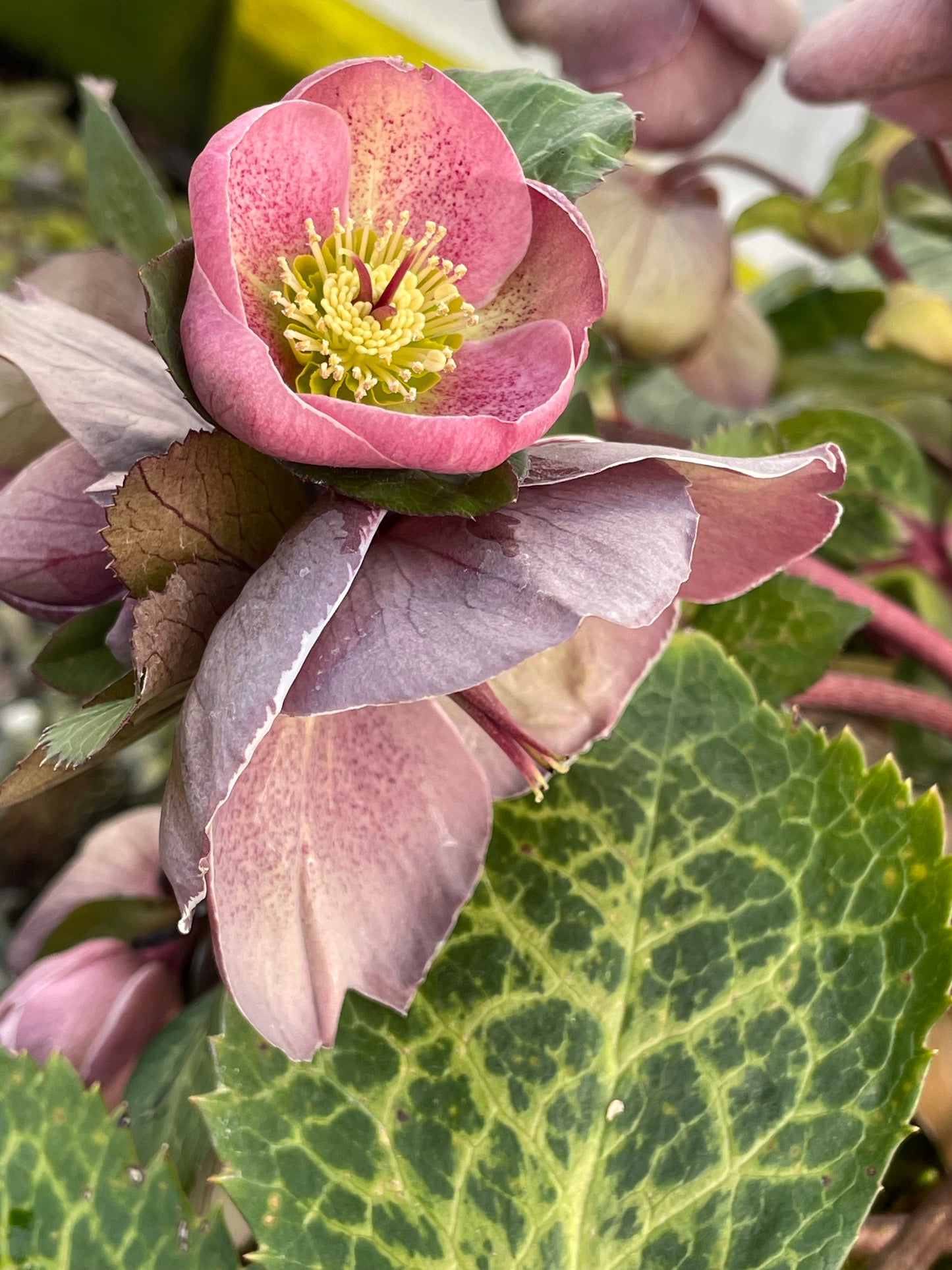 Helleborus x hybridus 'Pippa's Purple'