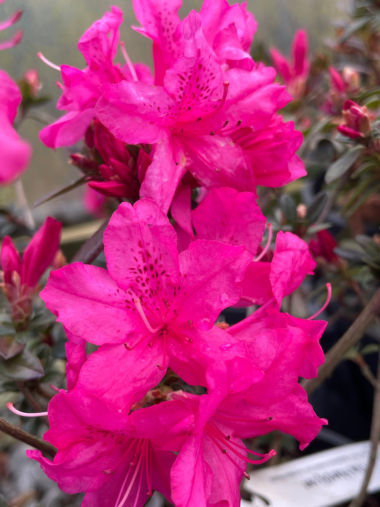 Ria Hardijzer Azaleadendron