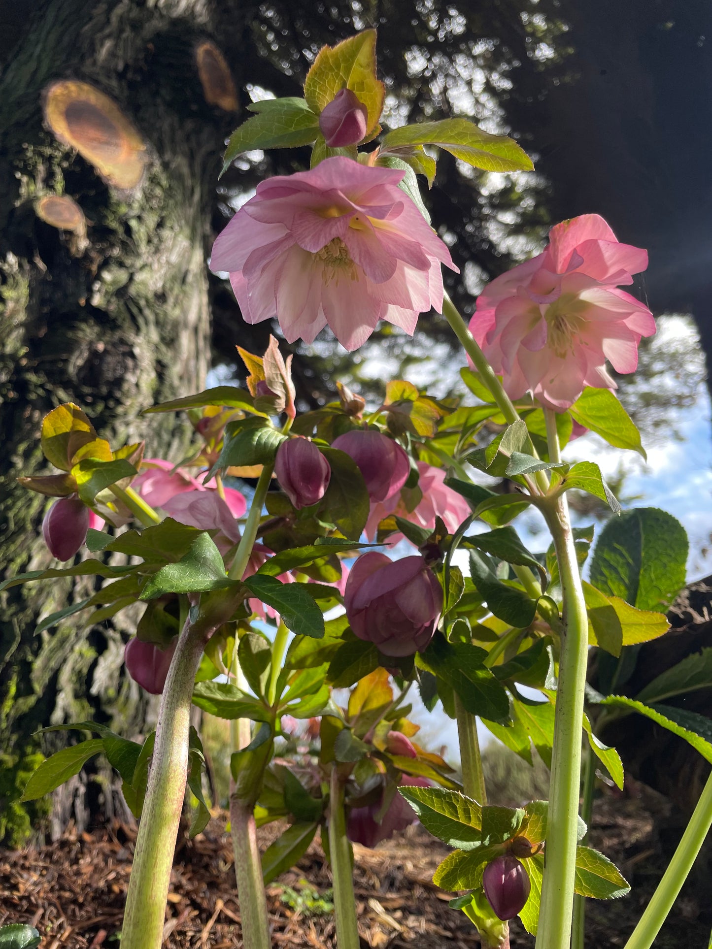 Helleborus x 'North Star Pink'