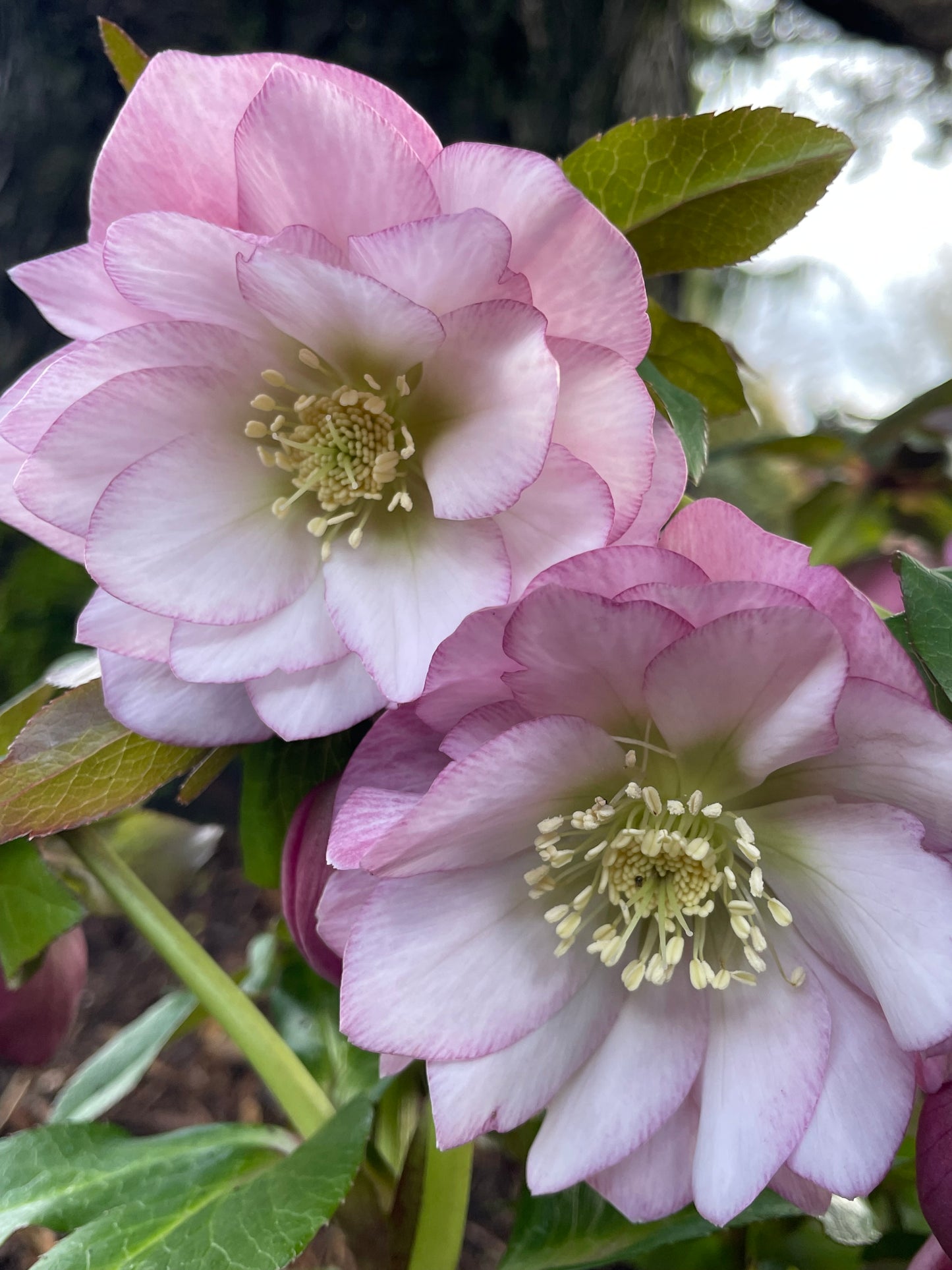 Helleborus x 'North Star Pink'