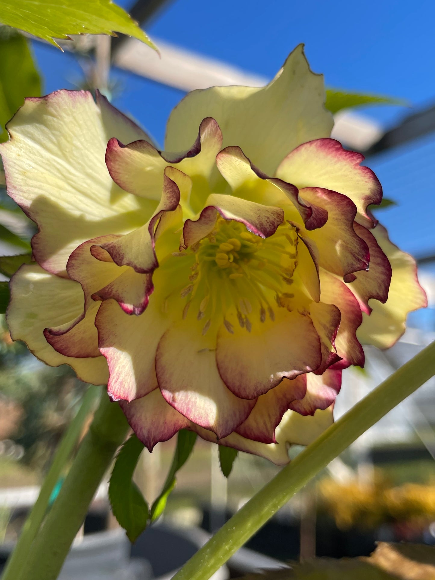 Helleborus x hybridus Winter Jewels series 'Sun Flare'