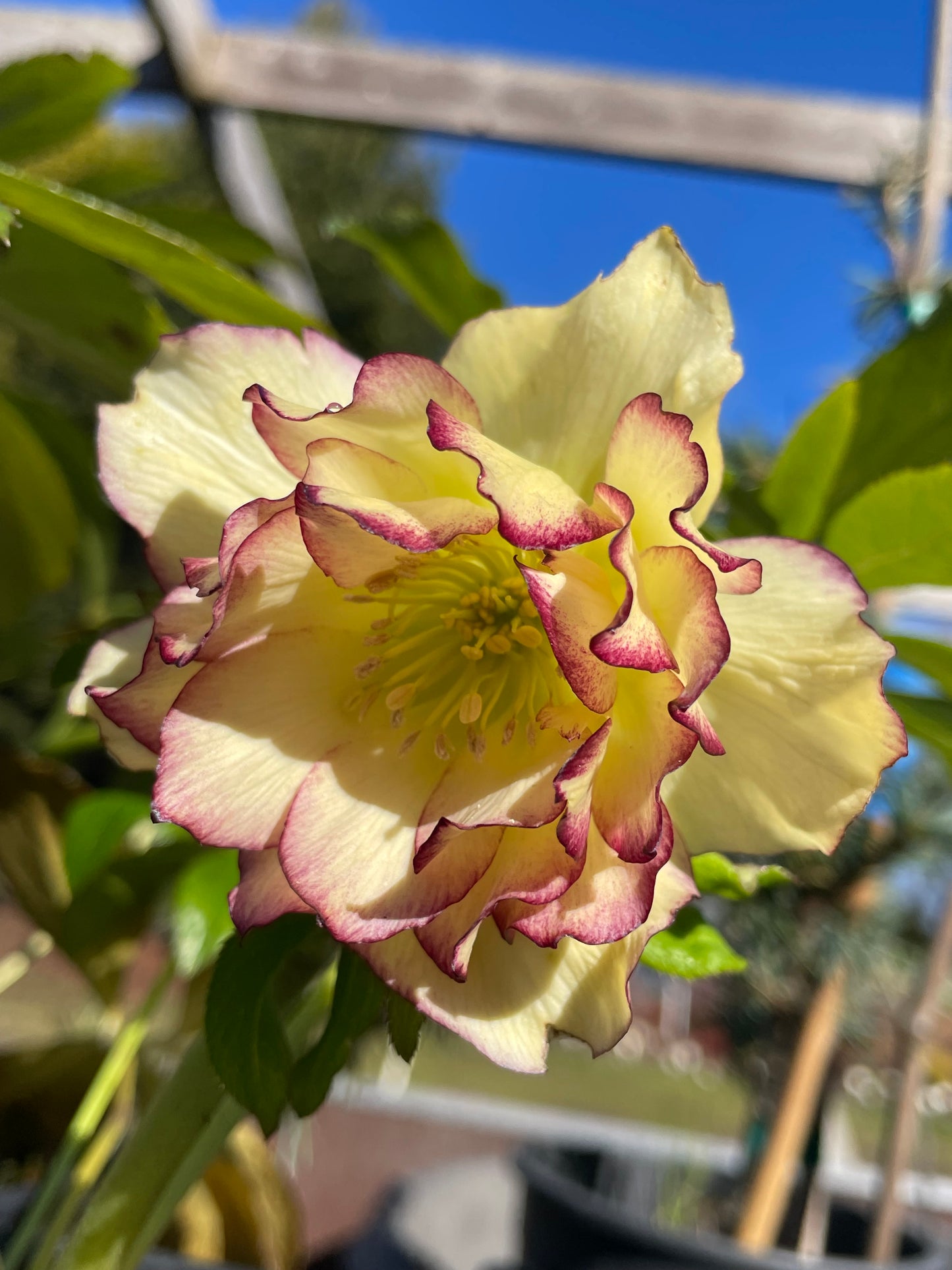 Helleborus x hybridus Winter Jewels series 'Sun Flare'
