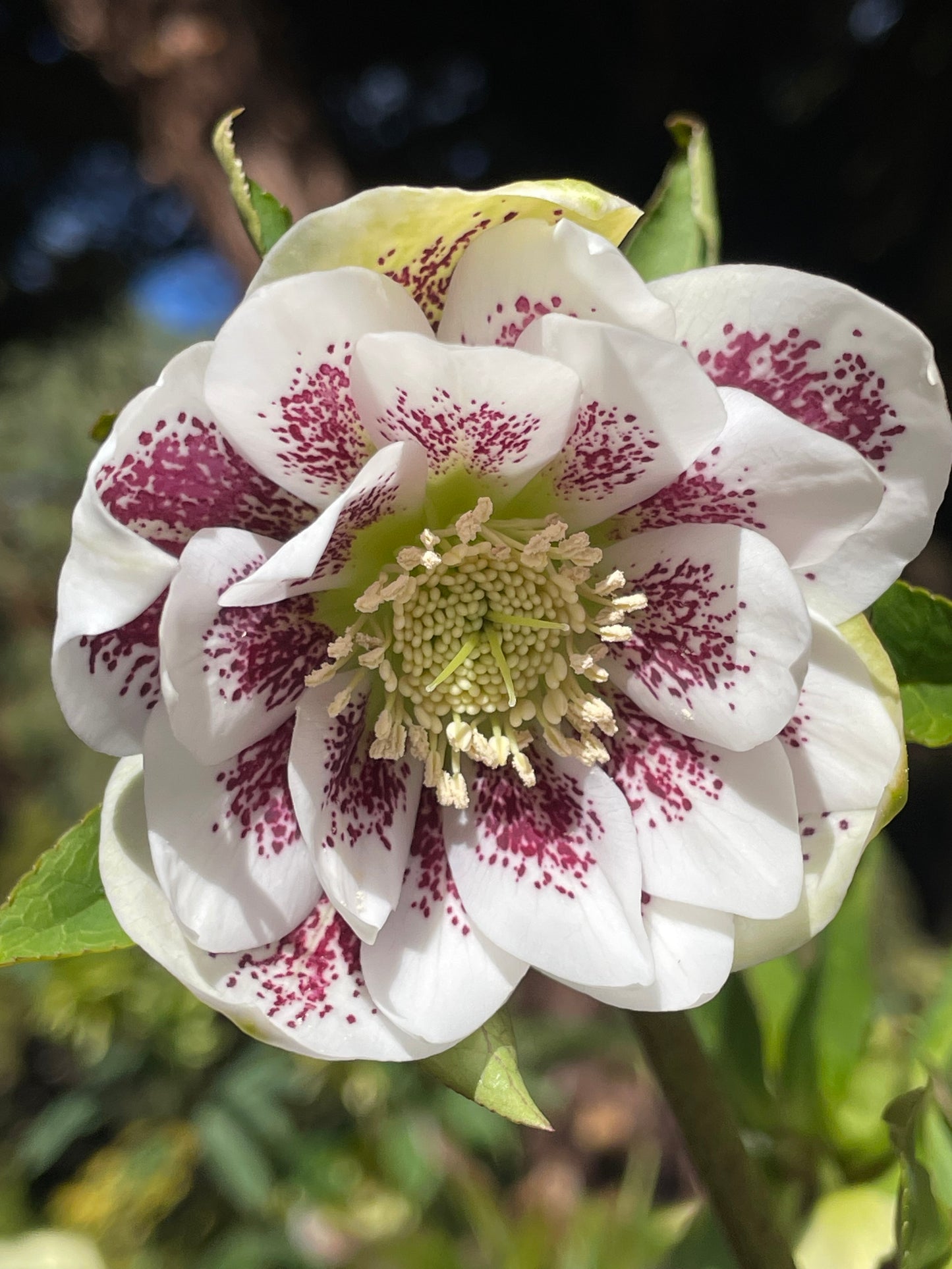 Helleborus x hybridus Winter Jewels series 'Painted'