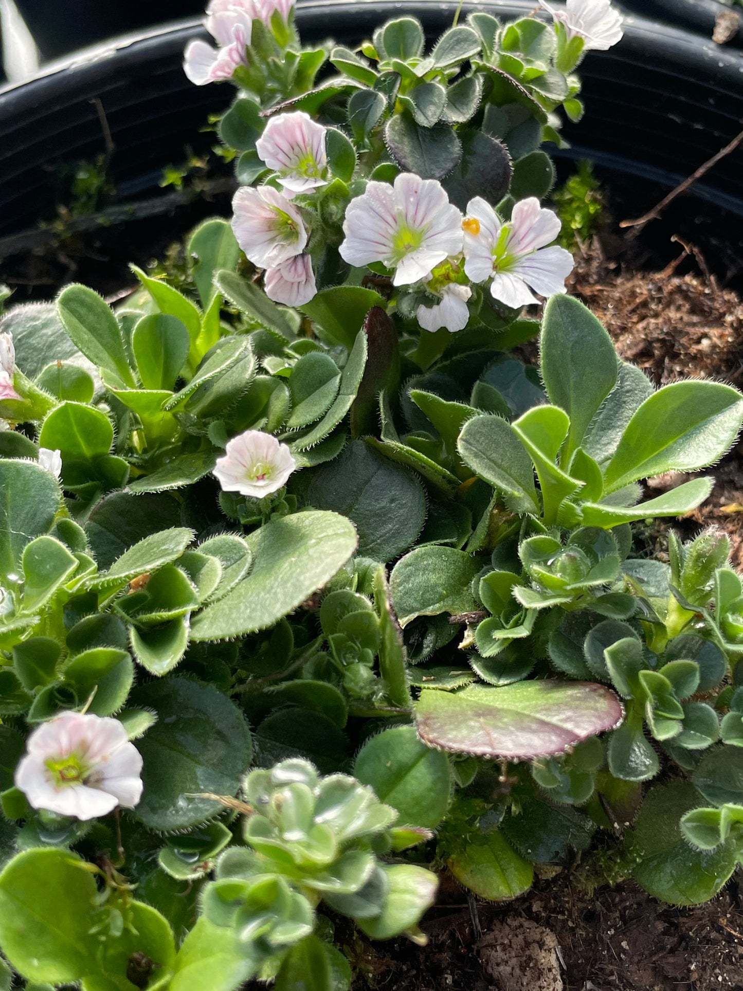 Gypsophila cerastoides