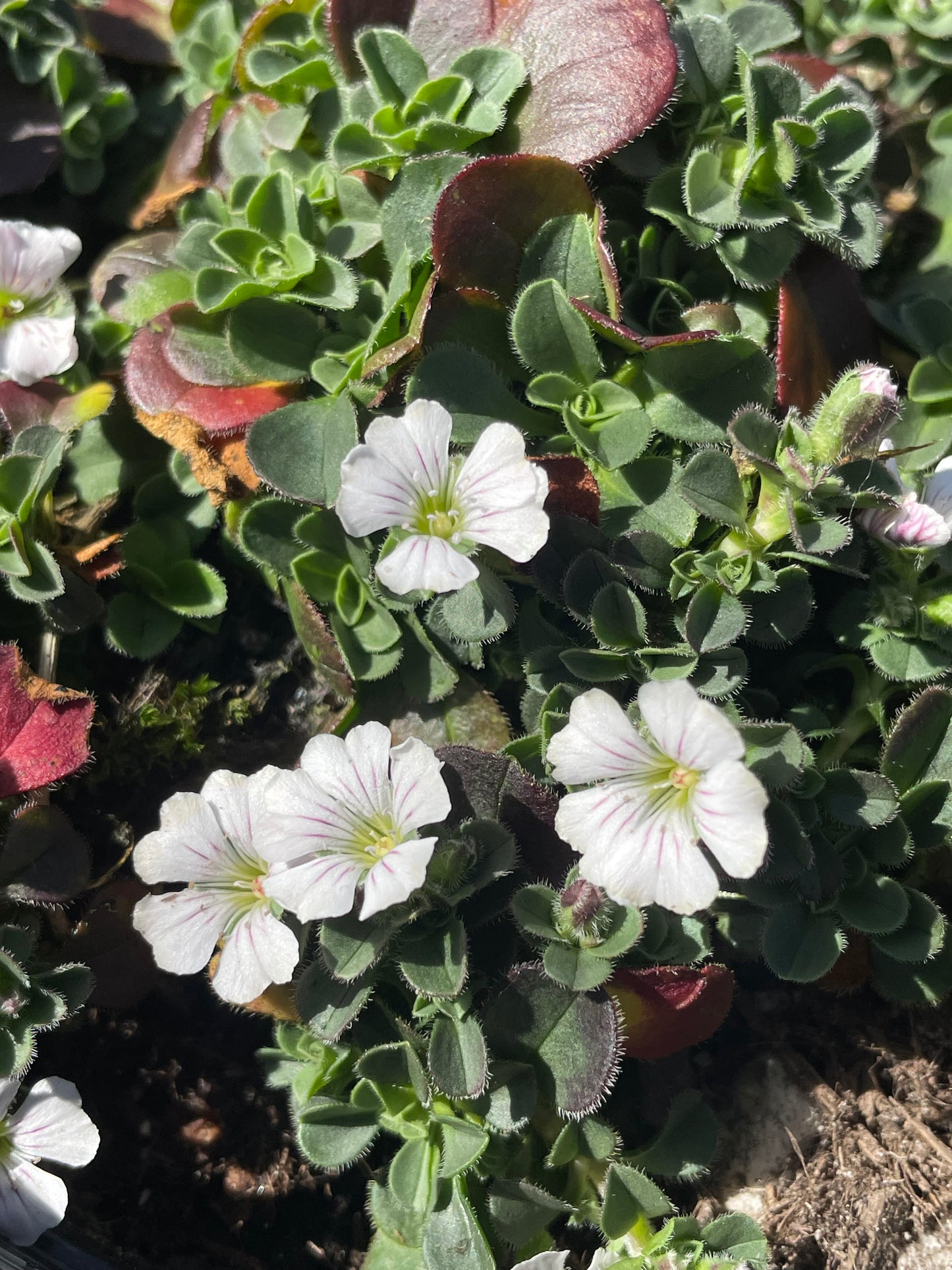 Gypsophila cerastoides