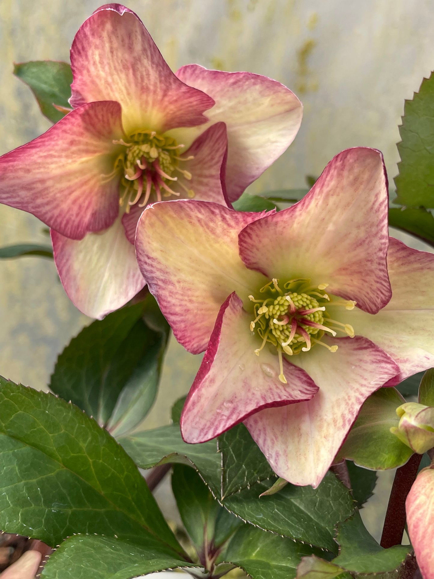 Helleborus x glandofensis 'HGC Ice n' Roses Dark Picotee'