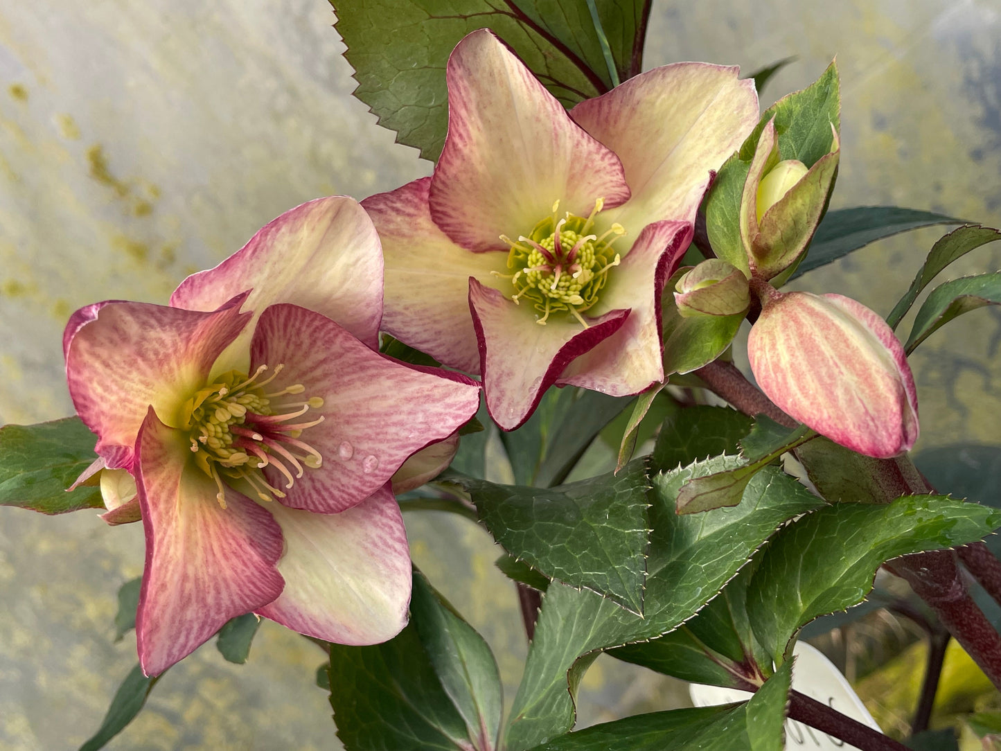 Helleborus x glandofensis 'HGC Ice n' Roses Dark Picotee'