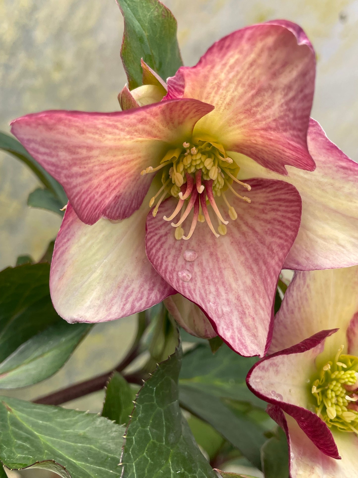 Helleborus x glandofensis 'HGC Ice n' Roses Dark Picotee'