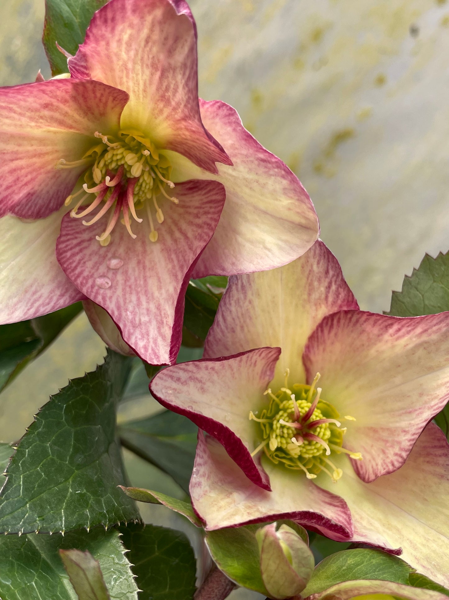 Helleborus x glandofensis 'HGC Ice n' Roses Dark Picotee'