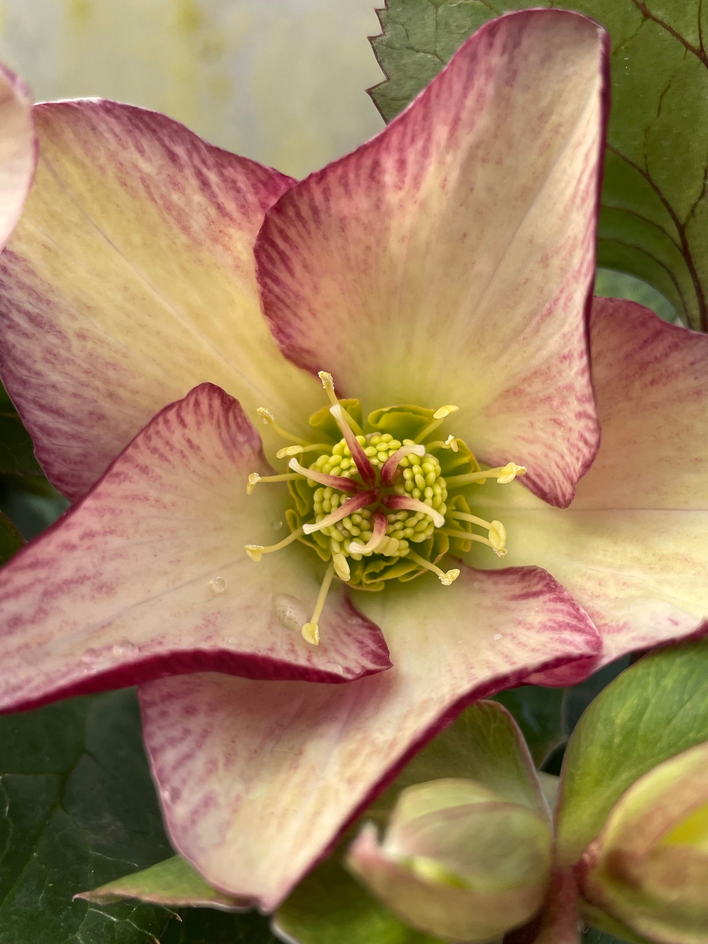 Helleborus x glandofensis 'HGC Ice n' Roses Dark Picotee'