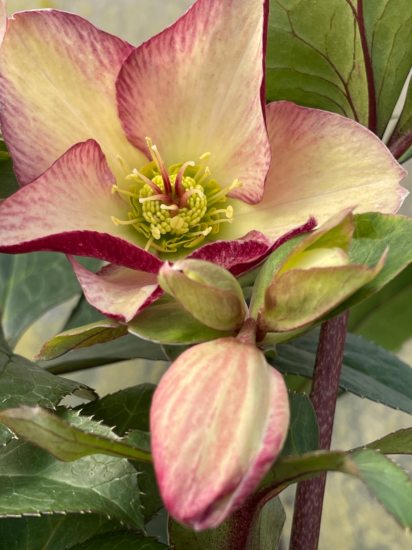 Helleborus x glandofensis 'HGC Ice n' Roses Dark Picotee'