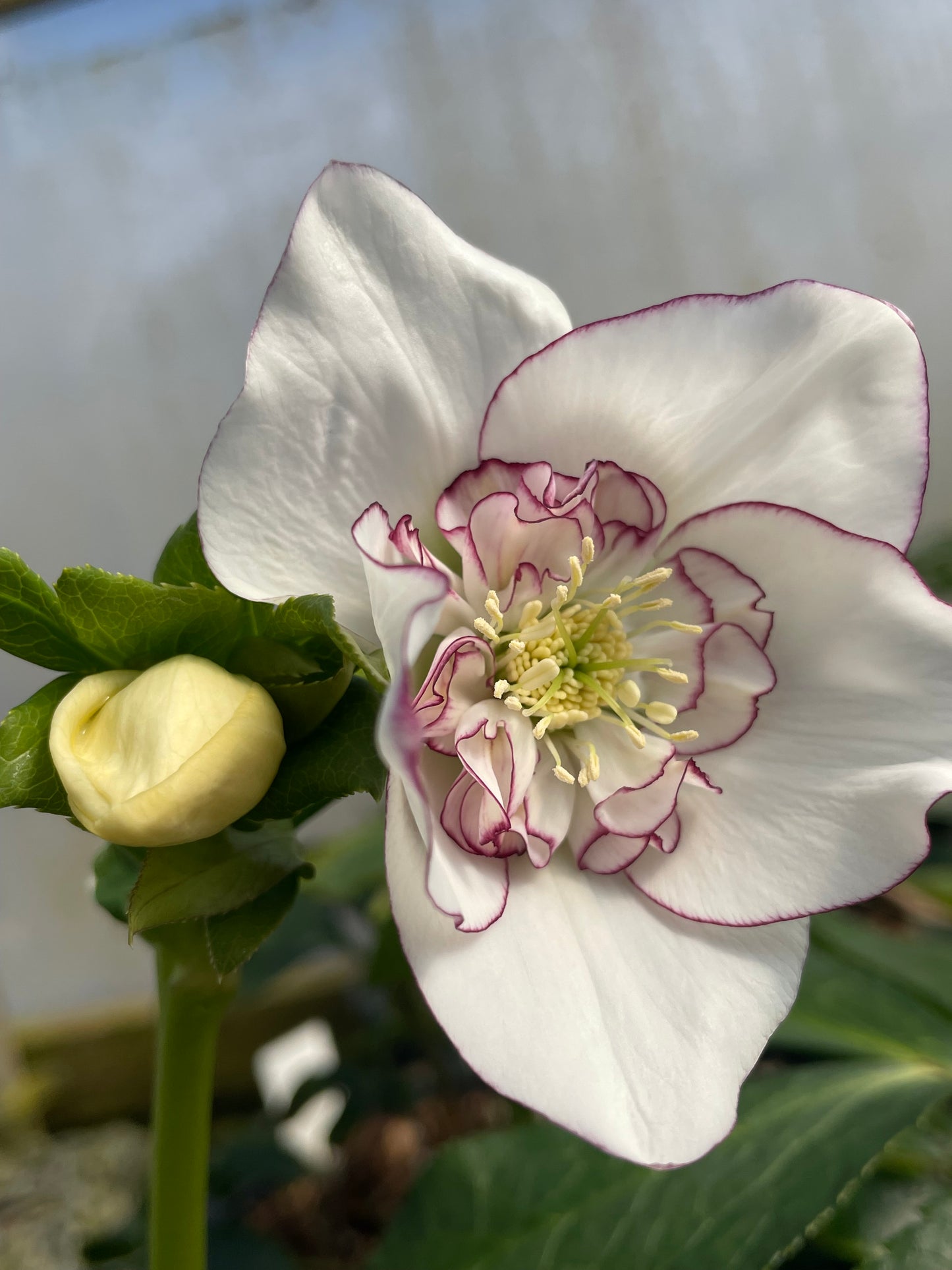 Helleborus Winter Jewels 'Picotee Pearl'