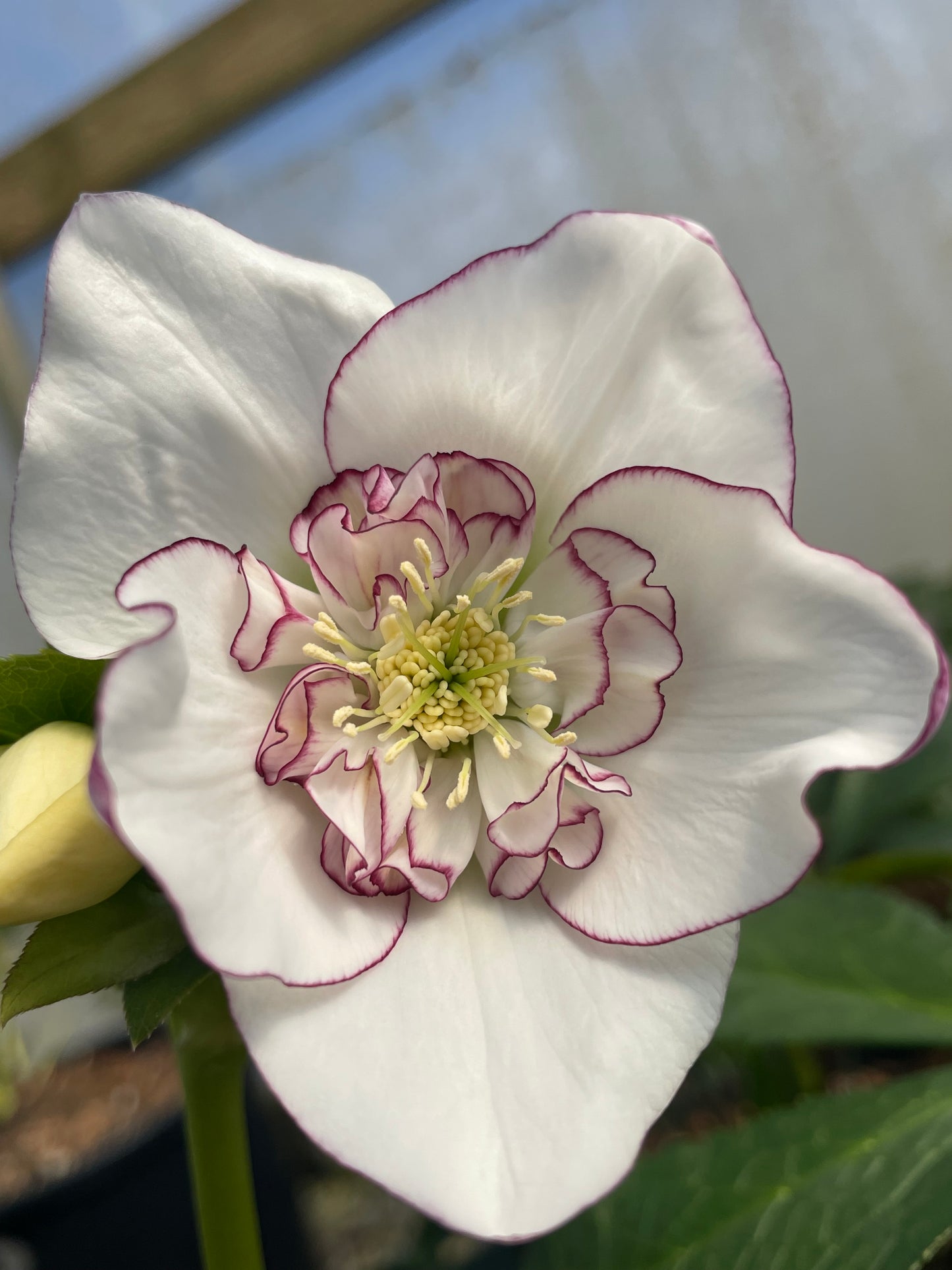 Helleborus Winter Jewels 'Picotee Pearl'