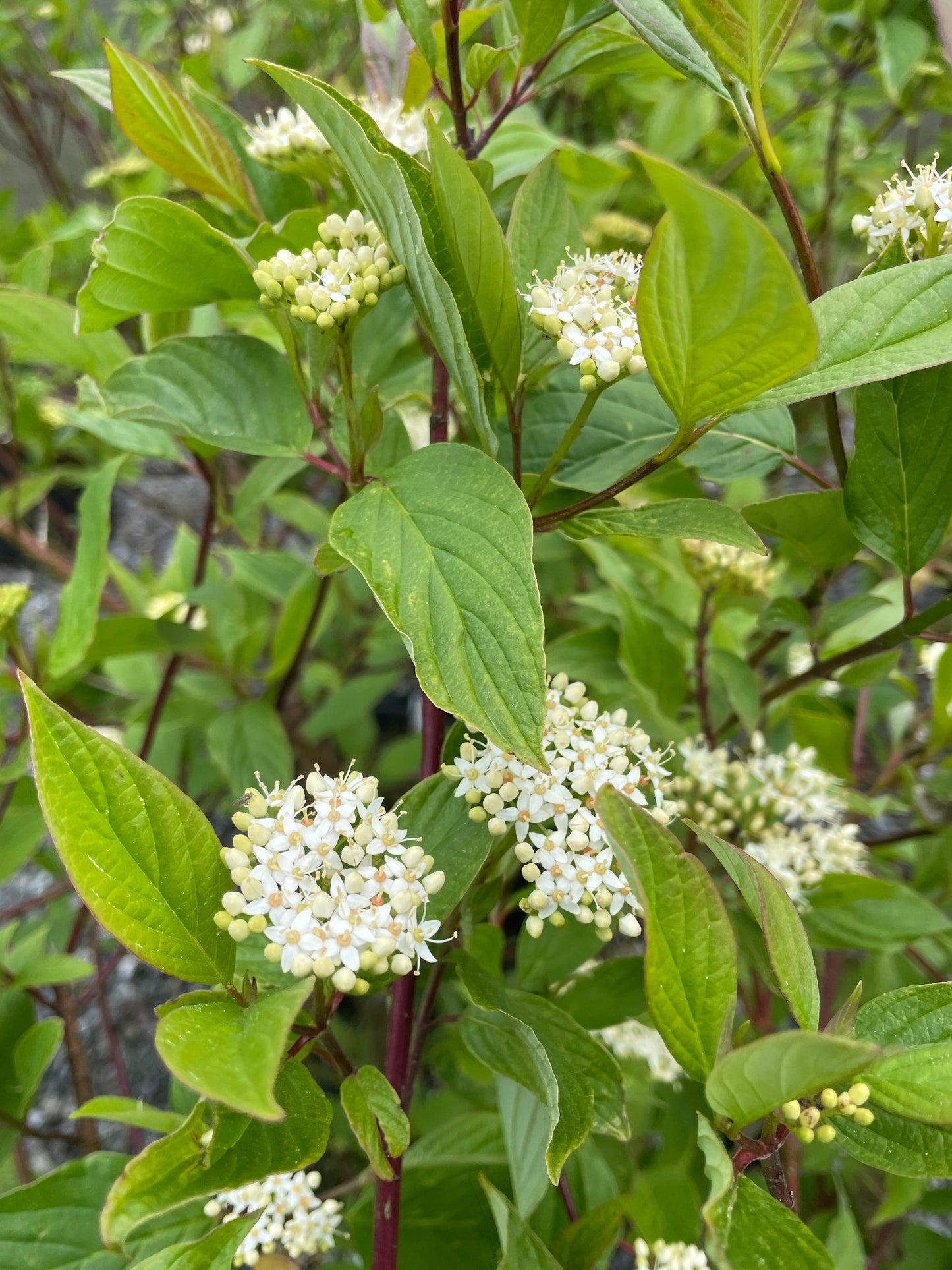 Red Twig Dogwood 'Cardinal'