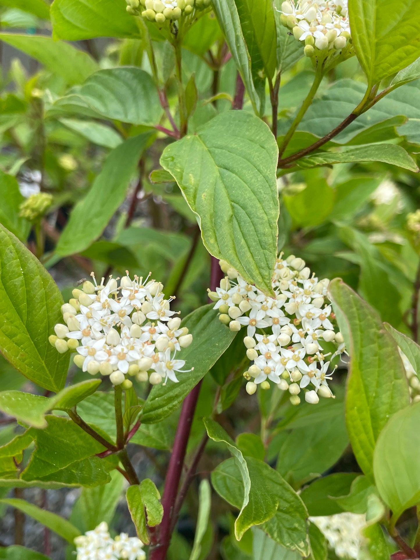 Red Twig Dogwood 'Cardinal'