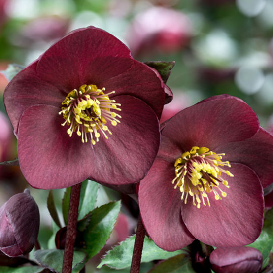 Helleborus 'Ice-n-Roses Brunello'