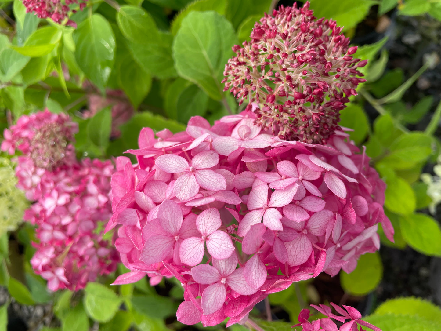 Hydrangea arborescens 'Invincibelle Ruby'