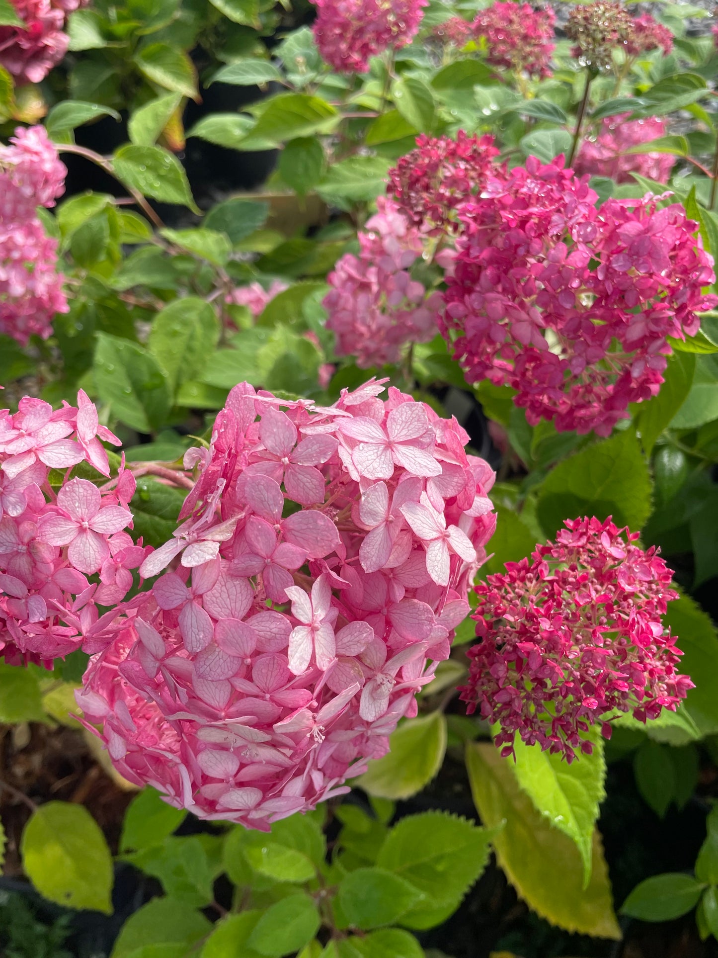 Hydrangea arborescens 'Invincibelle Ruby'