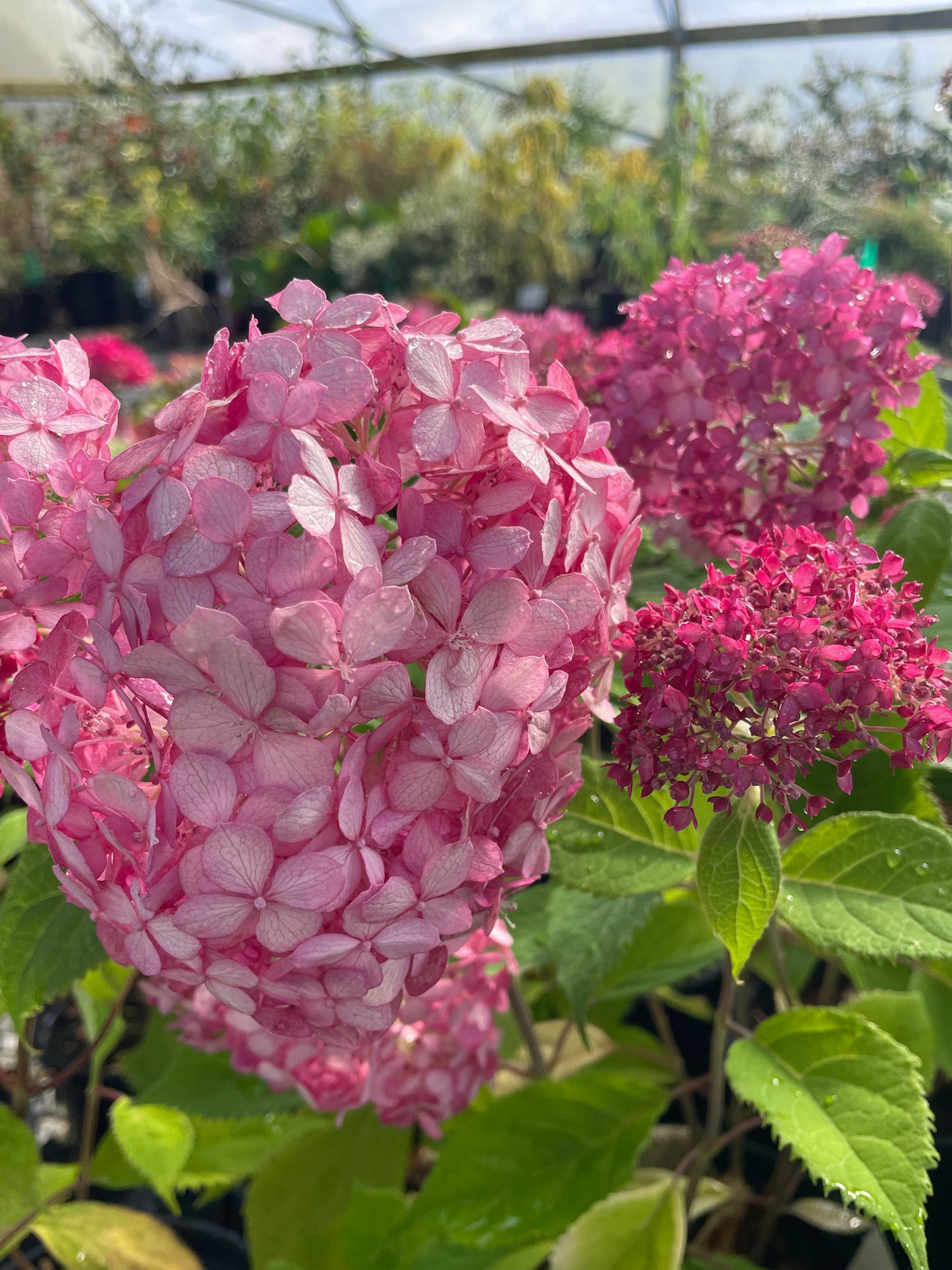 Hydrangea arborescens 'Invincibelle Ruby'