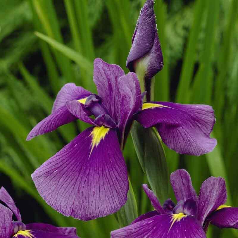 Iris ensata 'Royal Banner'