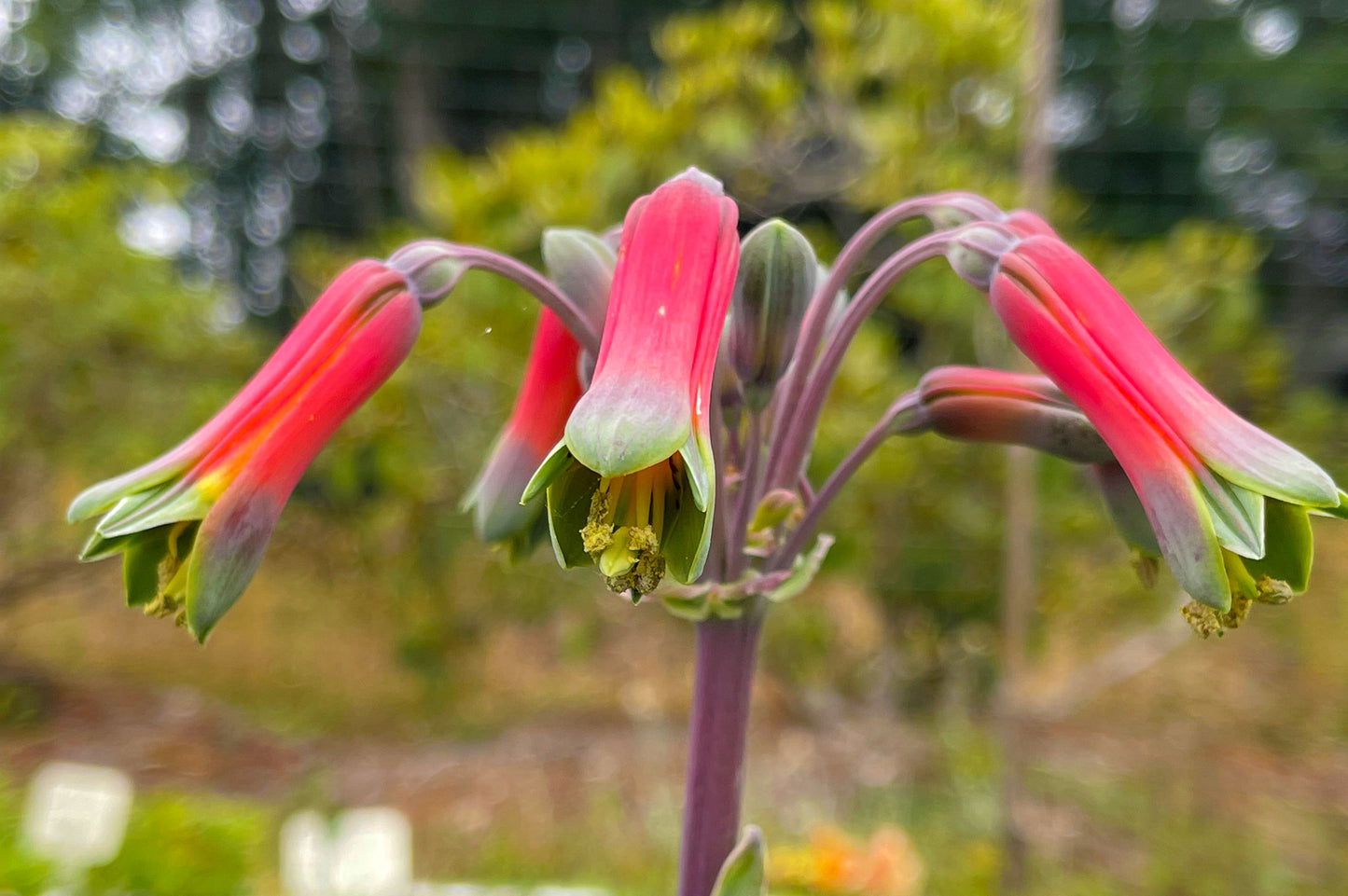 'Isabellana' alstromeria