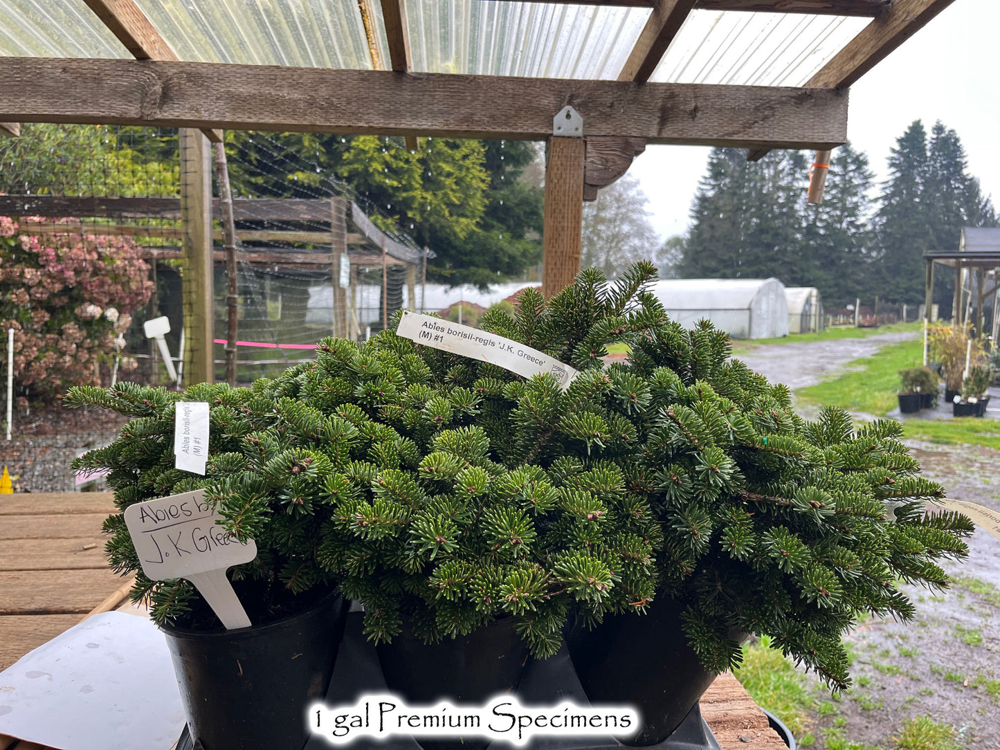 Abies borisii-regis 'J.K. Greece'
