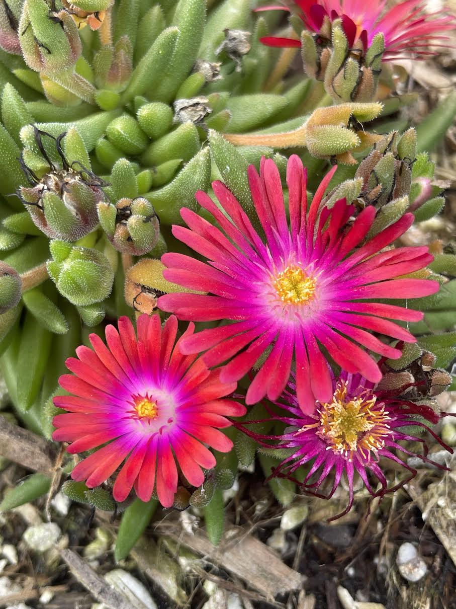Delosperma 'Jewel of the Desert Garnet'
