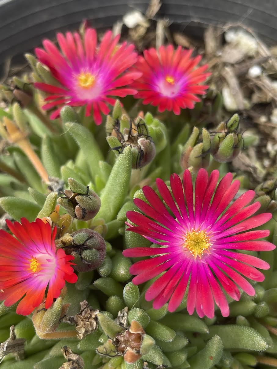 Delosperma 'Jewel of the Desert Garnet'