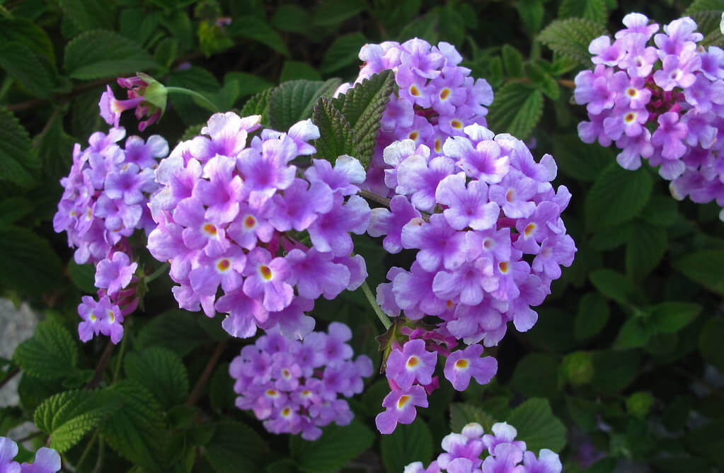 Lantana montevidensis 'Trailing Purple'